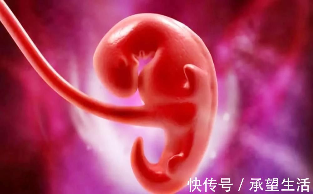 生命|怀孕过了这月,腹中宝宝才算上个真正的“胎儿”,有了生命的意义