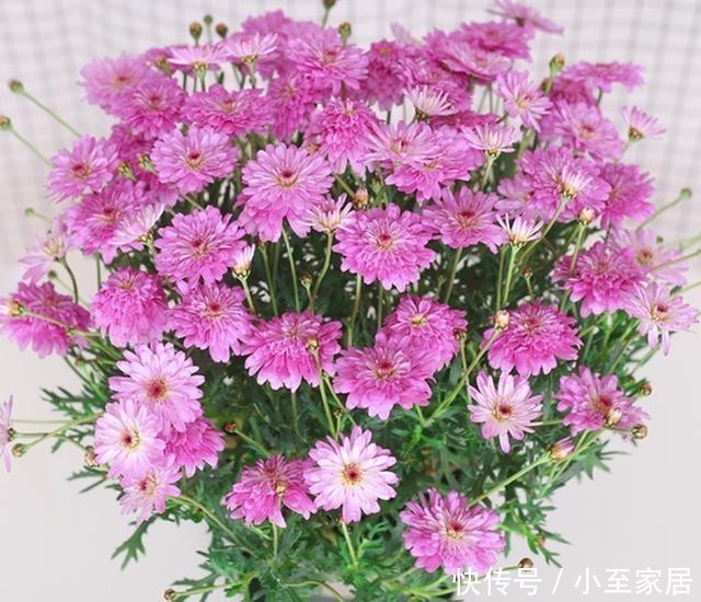 养花|冬天养花就怕浇四种水,浇得越多对花越有害,了解一下不吃亏