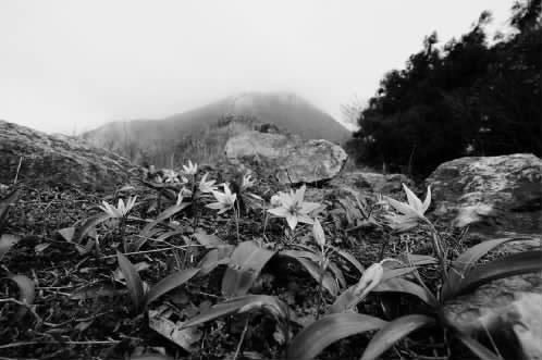 大山雀 宁海摩柱峰上寻春花