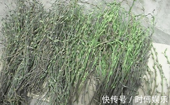 野草|三天挖不到一斤,每斤卖800元,见到别错过,因为它很稀罕!