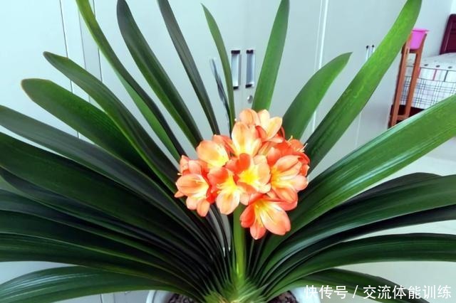 4种花,小苗“很便宜”,越养越“值钱”,聪明花友都喜欢!