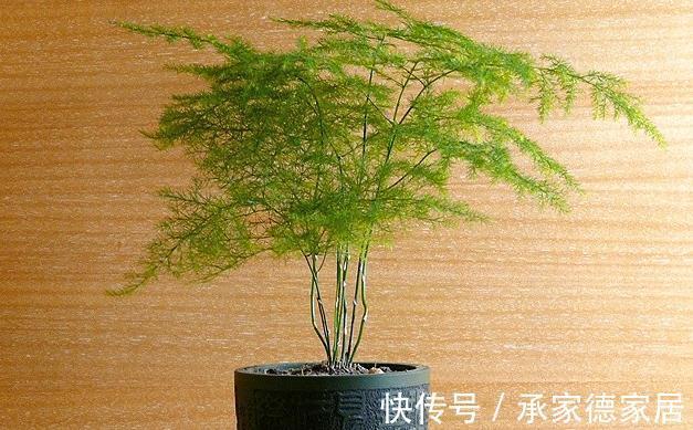 有害气体|文竹干枯怎么救,方法对了还你一盆绿色健康的文竹