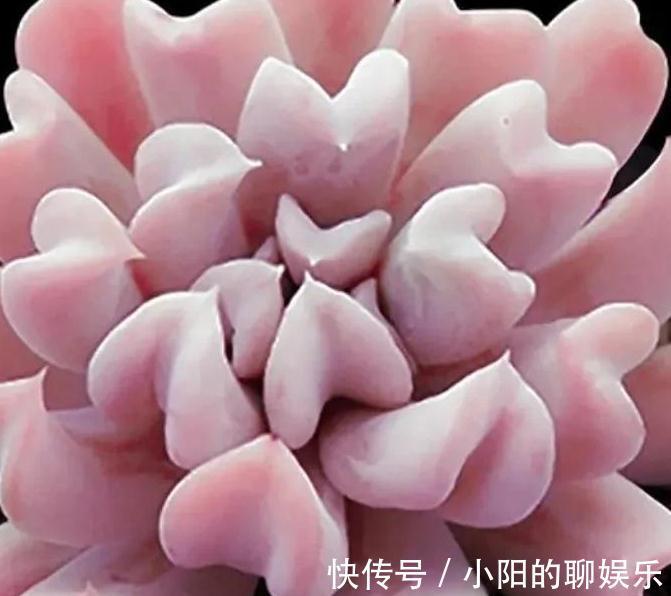 说实话多肉真好养,你只要注意3个事项,啥肉肉都能养活