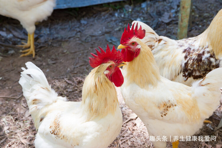 鸡胗|经常食用“鸡内金”,对身体有啥好处医生能解决5个毛病