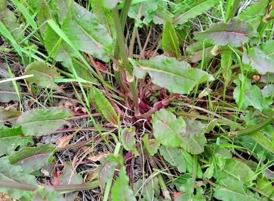 根部|农村常见野菠菜,根部内含“黄金”,药用价值高,城里一斤22元