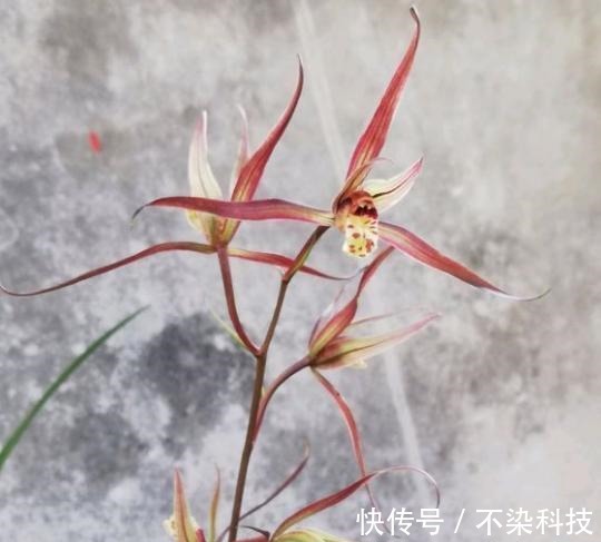 好的寒兰,叶是怎样的?花是怎样的?整体形态又是怎样的