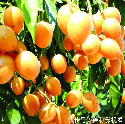 晚上当零食吃几颗,一个月下来,止咳化痰,消炎杀菌,夏天不咳嗽