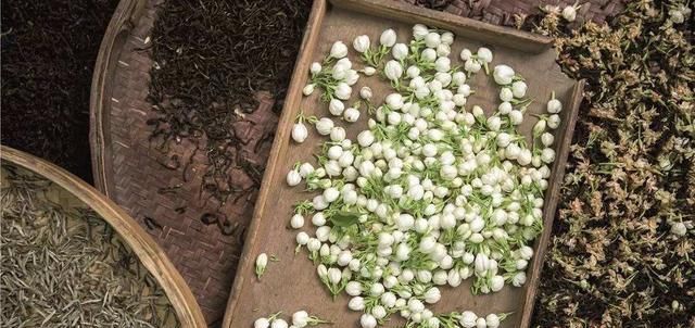 茉莉花盆栽|茉莉花这样养,新枝多花蕾多香味浓,自夏至秋开花不断