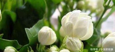 大白菜|户外挖“2种土”养花，君子兰长得像“大白菜”，茉莉花“爆盆”