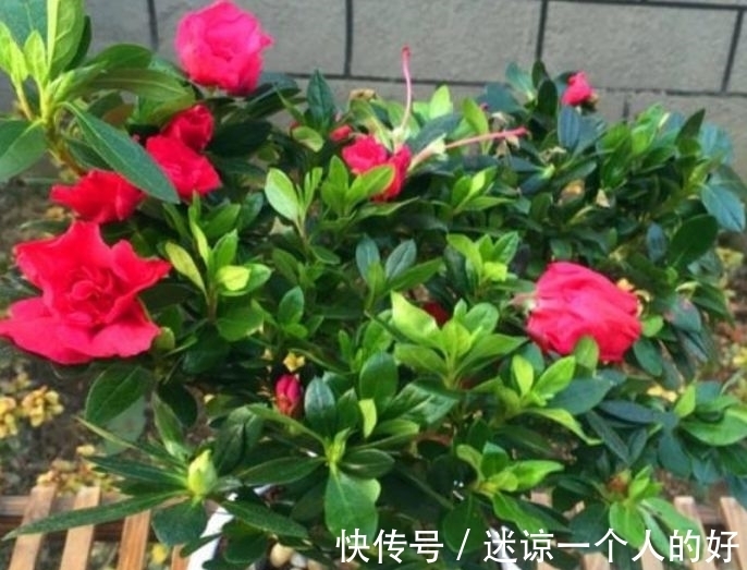 花色|最香的“4种花”,漂亮又好闻,全年开花不断,花开美观又大气