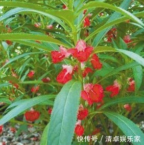 止痛|专家路边的野花,能祛风湿,解毒,活血止痛,远离妇科疾病