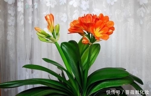 想让你的君子兰开花吗?很简单,只要这样做叶茂花艳都不是问题!