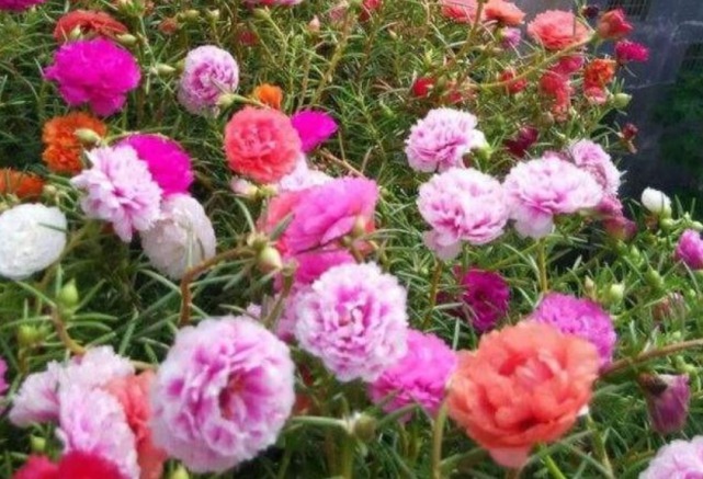 1种花“了不起”,插土里就活,7天就开花,1月就爆盆,比牡丹美