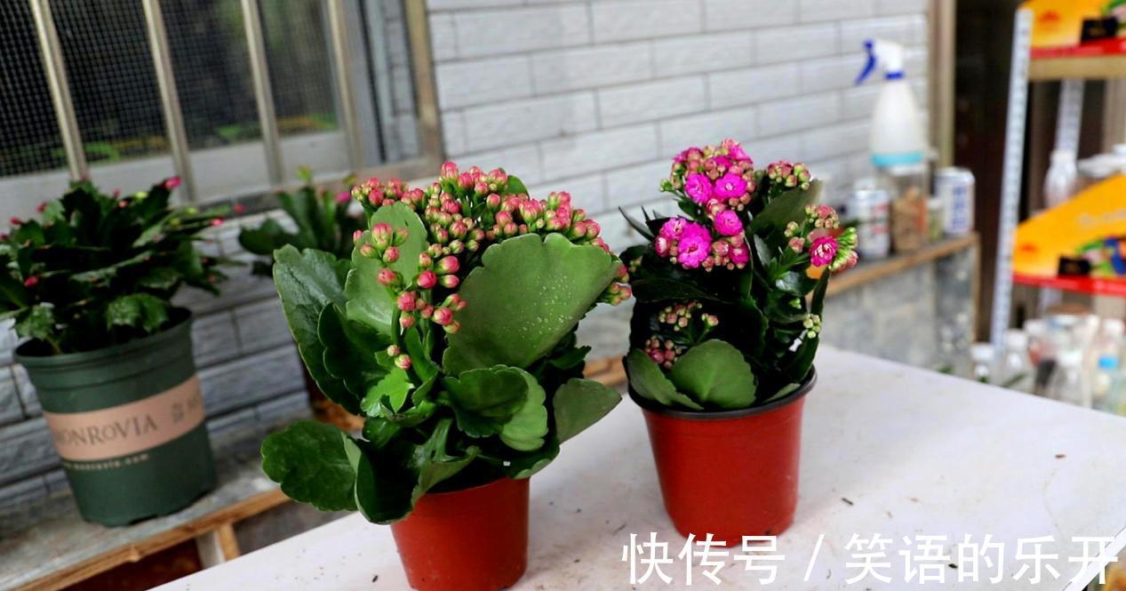 养长寿花,掌握住这5点要求,植株花开满枝,不再限于冬日