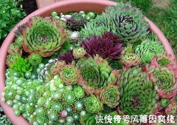 盆栽|丢在石缝中也能生长的多肉盆栽,大半年不管还爆盆,美极