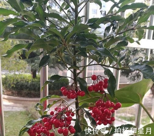 年底养盆喜庆花,有招财旺运好兆头,红红火火好运来!