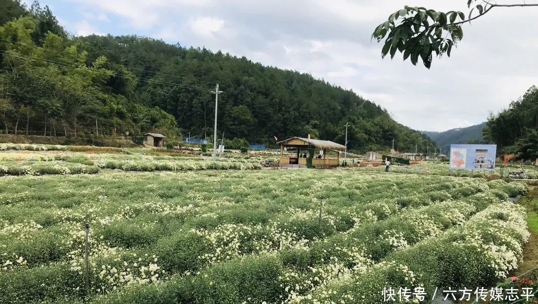 创建全域旅游示范区丨高要旅游手信篇:河台