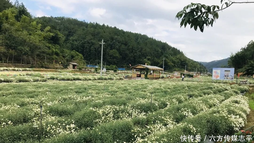 创建全域旅游示范区丨高要旅游手信篇：河台