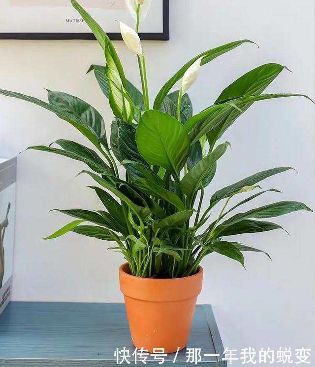 1月养白掌,做好这5件事,叶子、花朵却像一只只小帆船