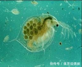 科学家挖出史前介形虫 进化论再次被动摇 生物真的一直在进化 快资讯 科学家挖出史前介形虫 进化论再次被动摇 生物真的一直在进化 快资讯