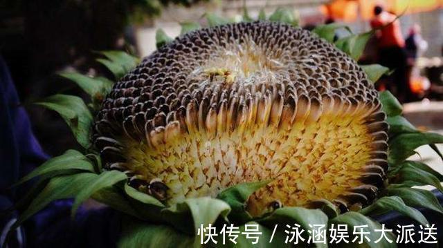 中国食物成分表|常把瓜子当零食吃，对健康有好处吗奉劝大家1种瓜子坚决不碰