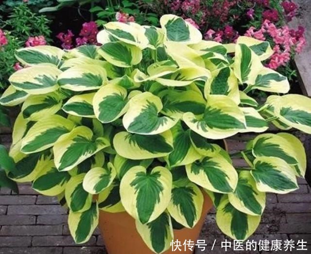 别养绿萝了,这20种耐阴植物,养在家里更合适!