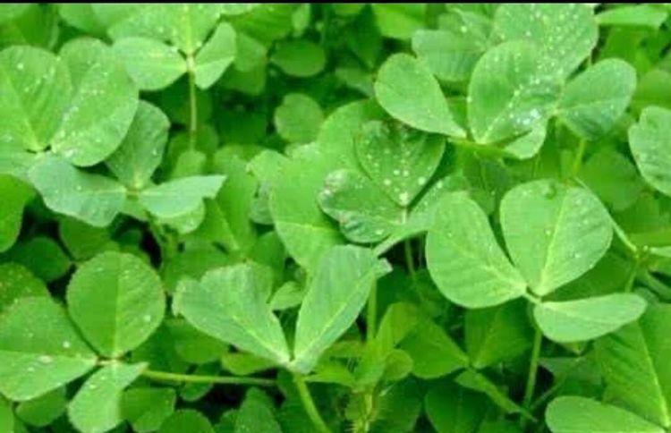 叶三苜蓿齿|适合女性吃的3种食物，补充营养、延缓衰老，身体棒棒哒！