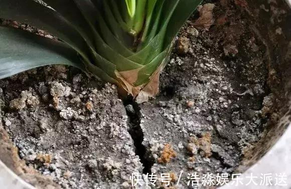 盆土板结抠不动,3种“松土剂”倒进去,松软如“发糕”!