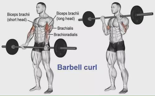 弯杆|最全的肱二三头肌训练图解，漂亮手臂必备！
