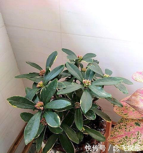 肥料|瑞香不会养抓住几个“关键点”,叶片绿油油,开出“祥瑞之花”