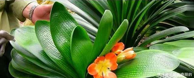 君子兰用这个土来养，根系肥壮，叶子又厚又亮，花开的越来越多