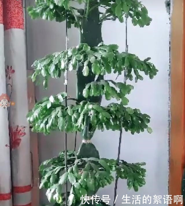 仙人掌嫁接蟹爪兰第一步,养一棵“七层宝塔”似的仙人掌!