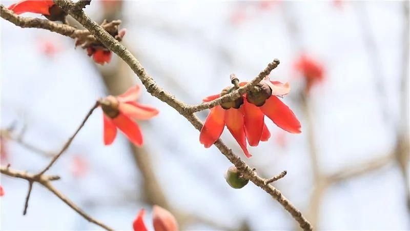 踏春寻芳，屏边又见木棉红！|美景 | a6539