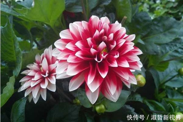 俗话说人在做,天在看,多做4件积德事,晚年必将长寿又多福!