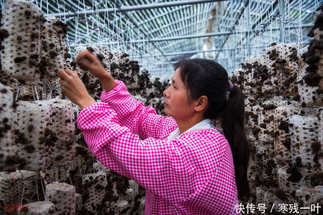 科技|走进陕西木耳种植基地，素食之王是这么长的，科技的力量太强大