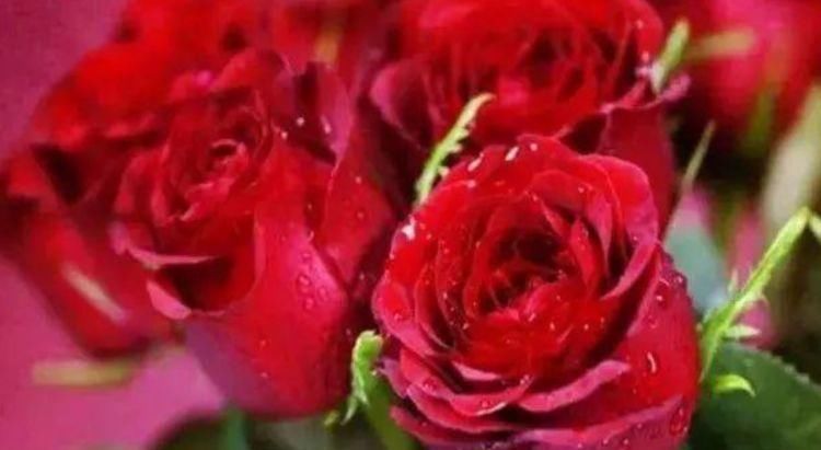 玫瑰花|4种花深受花友的喜欢,沾土就能活,开花就爆盆,不易生病好养护