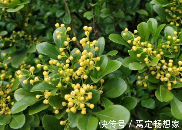 5种常见花,堪称“花机器”,家里随便养一盆,四季能看花