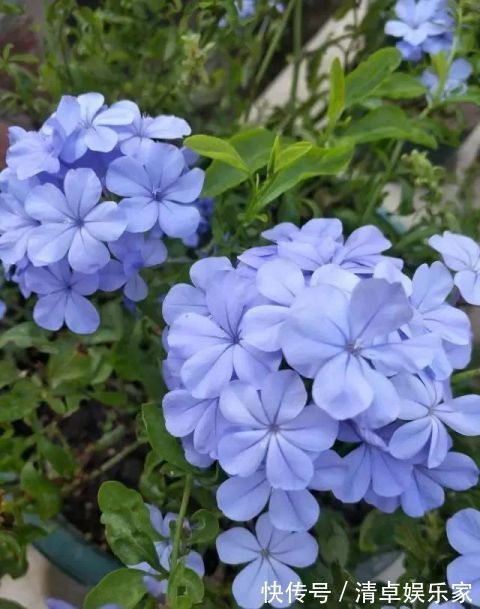 开花勤快,好养好看少病害,这两种“开花机器”,谁养谁爱!