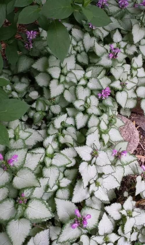 10种出彩的庭院地被花儿，最适合的才是最好的