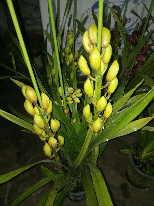 怎样预防大花蕙兰掉花苞、快速开花这些技巧要学会