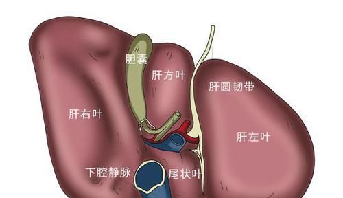 肝喜水，4种水和肝比较投缘，平时没事常喝，平