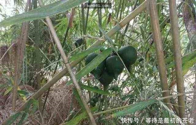 有一种植物,一结果就表示它周围的树也要死亡了!