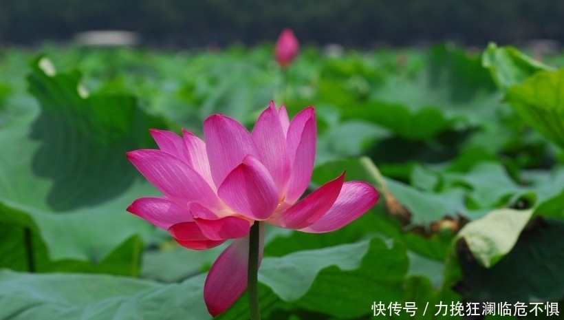 妻子|“永远不变心”的4种生肖,心中只有老婆,值得托付一生