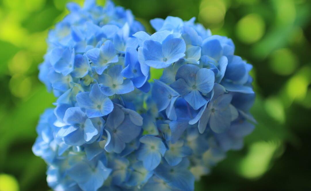 提醒：养绣球花，这些事情再不做，就晚了