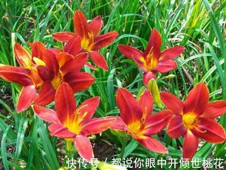 现在养这4种花正合适,好养又漂亮,花团锦簇,家里变成小花园!
