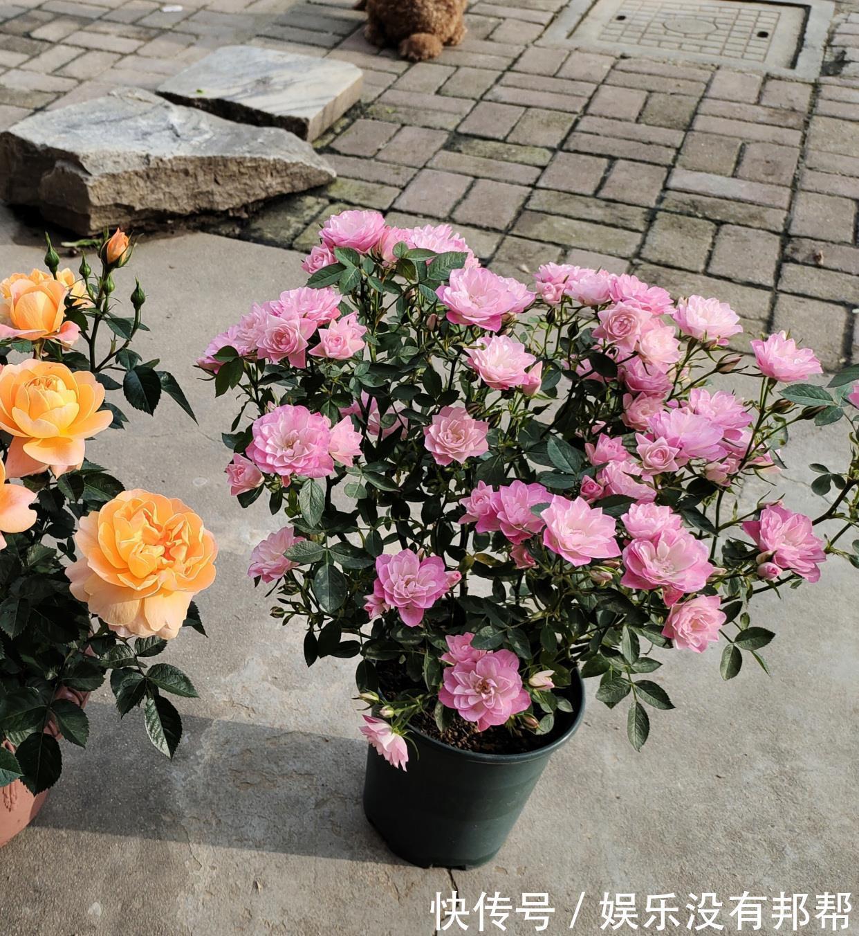 种植|阳台党爱养的微月，颜值高、花期长，种植容易，新手也能养