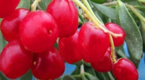 维生素|秋天适合常吃的食物,排出毒素,净化血液,预防子宫早衰