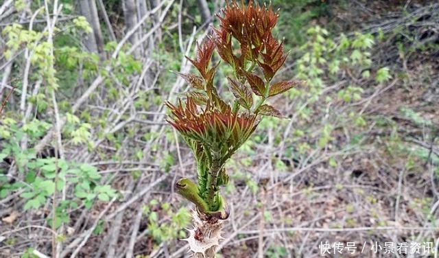 因浑身是刺常被忽视，殊不知“树芽”不输人参，目前36元一斤