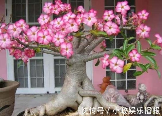 新手养花通病羡慕别人家牢记2个小常识,居家盆栽少犯错