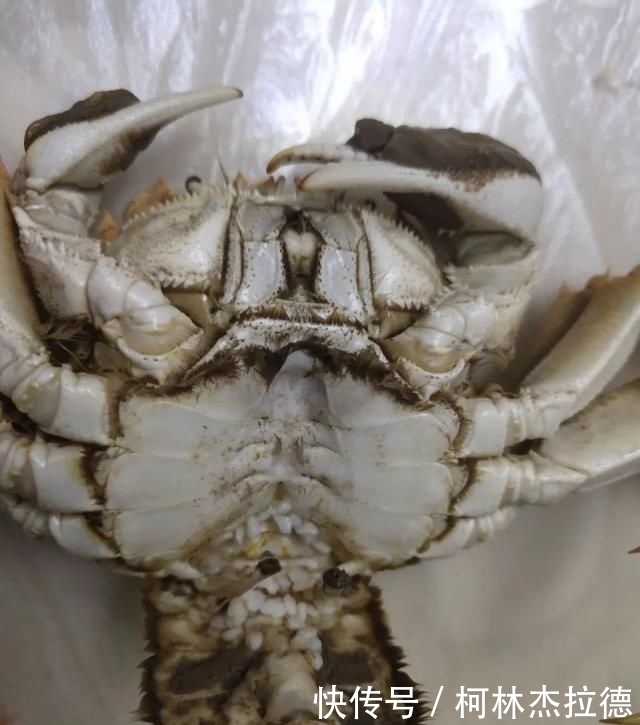 剥开|小伙吃大闸蟹,剥开一看直起鸡皮疙瘩!这是不是寄生虫?